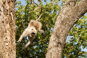 langur